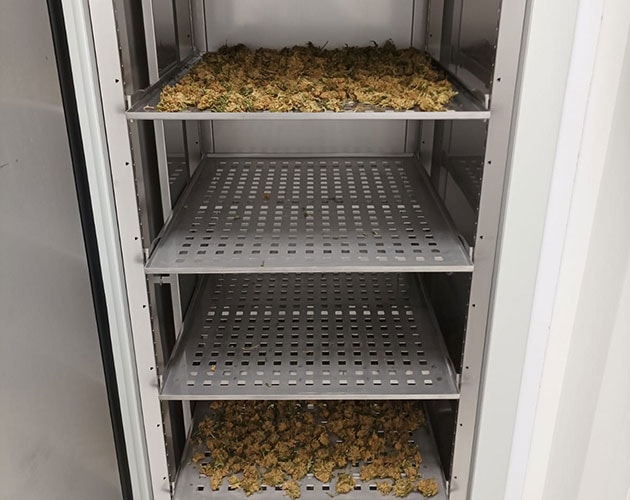 FITOCLIMA – Phòng trồng cây dược liệu và cần sa